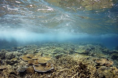 Filemoore Reef Underwater Reefscape Wikimedia Commons