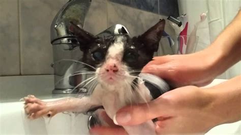 Kitten Having A Shower Youtube