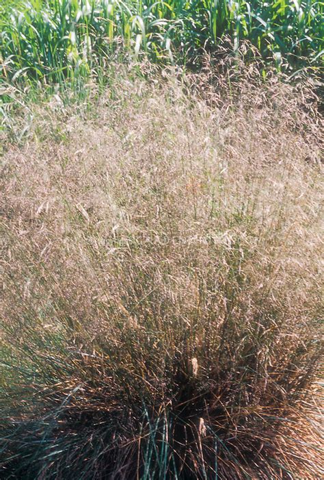 Хотите купить саженцы щучки(луговика) дернистой голдшлеер (deschampsia cespitosa goldschleier)?зайдите на. Deschampsia cespitosa Bronzeschleier Bronze Veil | Plant ...