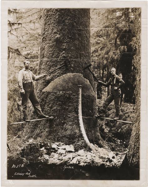 Logging In Wa Circa 1906 Big Trees California History Of