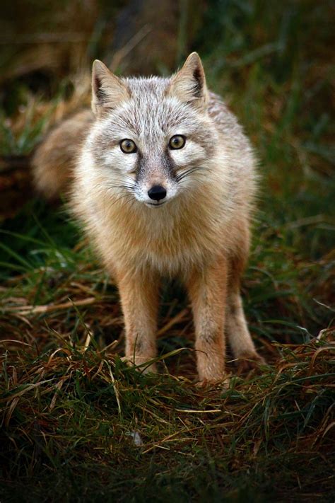 Corsac Fox Fox Pet Fox Animals Wild