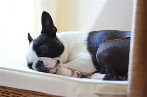 Sadie Sleeping ♥ Boston Terrier Terrier Sadie
