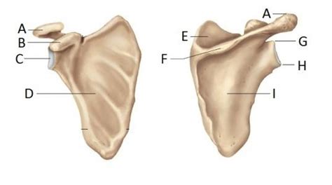 Origins On The Scapula Diagram Quizlet