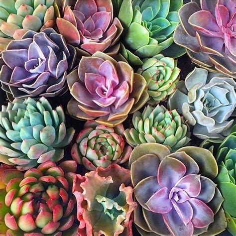 Последние твиты от pearl cactus boutique (@pearl_cactus). 1605 best images about striking succulents on Pinterest ...