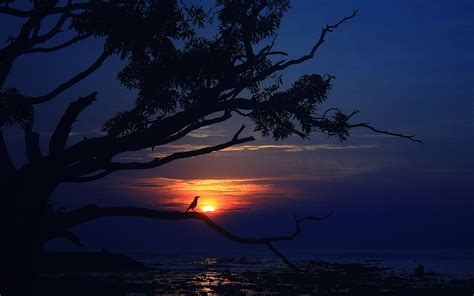 Sunset Sea Tree Bird Dusk Evening Wallpaper Nature And Landscape