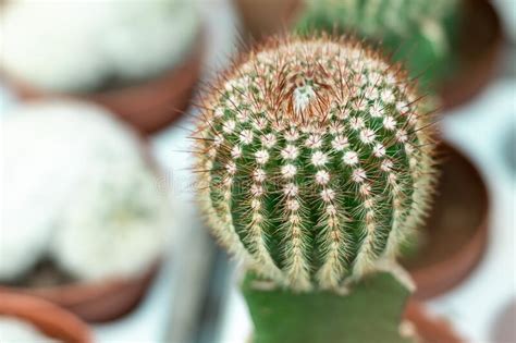 Beautiful Flower Green Cactus Close Up Plants Of Mexico Stock Photo
