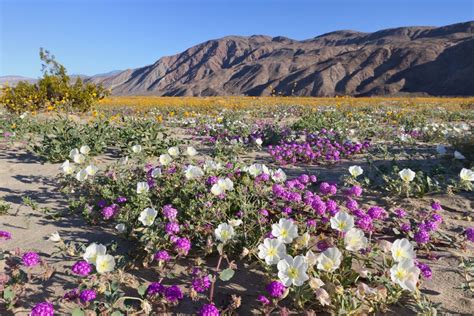 Spectacular Super Bloom Is Just Days Away In This California Desert