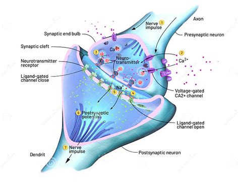 Поперечное сечение синапса или нейронального соединения с нервной