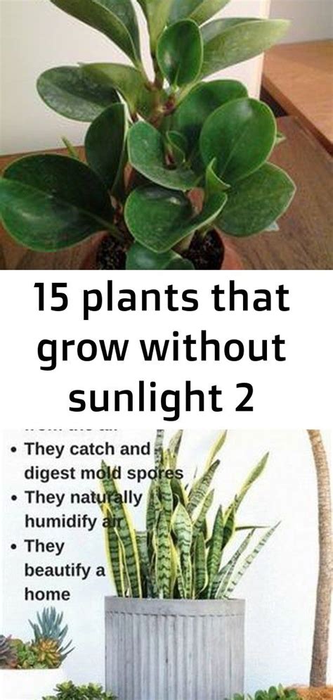 There are 26 plants that grow without sunlight, they need indirect exposure. 15 plants that grow without sunlight 2 | Plants, Best ...