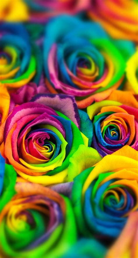 Rainbow Rose Rainbow Flowers Rainbow Wallpaper Rainbow Roses