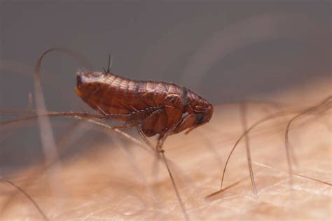 Advice For Controlling Fleas Confirm A Kill