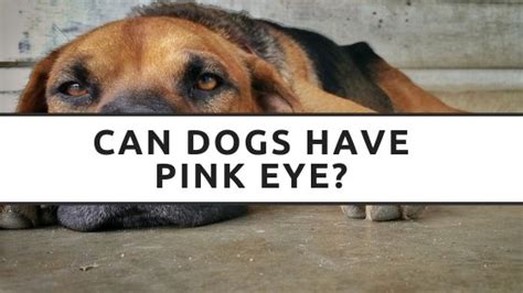 Can Dogs Get Pink Eye Is Pink Eye Common For Dogs