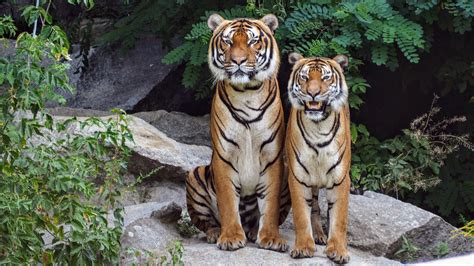 1000 Beautiful Animals Photos · Pexels · Free Stock Photos