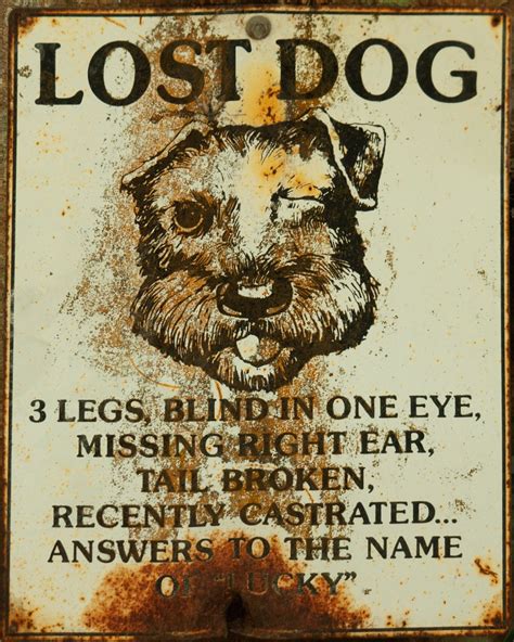 Lucky The Lost Dog Who Answers To The Name Of Lucky Leonard J