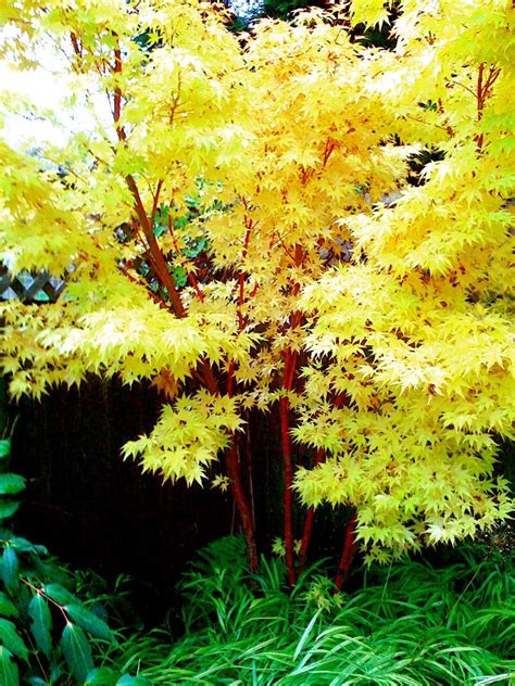How To Get Year Round Interest In Your Garden With Coral Bark Maple
