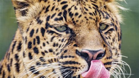Download Wallpaper 1920x1080 Leopard Big Cat Predator Protruding