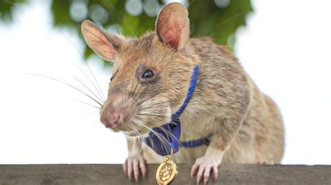 African Giant Rats Trained To Sniff Out Disease The Blog Of Dato Dr