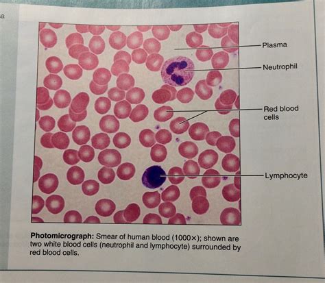 Blood Tissue Slide Labeled