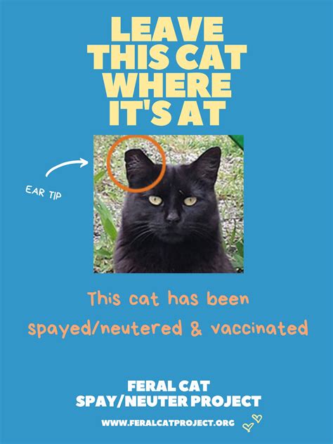 Ear Tipping — Feral Cat Spayneuter Project