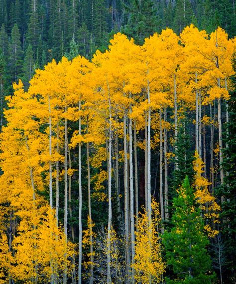 Aspens Clear Creek Colorado By Kevin Parks E Aspen Trees