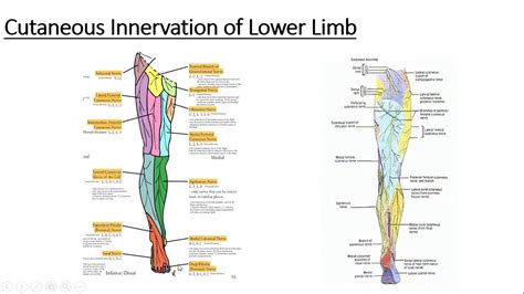 Gross Anatomy Lower Limb Cutaneous Innervation Of Lower Limb Youtube