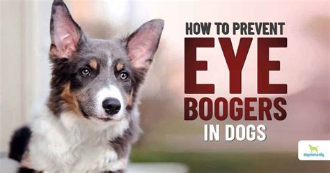 Dog Eye Boogers What They Are And How To Prevent Them Dogs Naturally