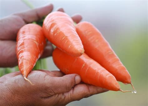 Premium Photo Newly Harvested Fresh Organic Carrots In Hands