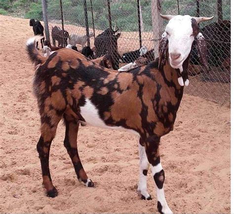 Bujri Gujri Goat Breed