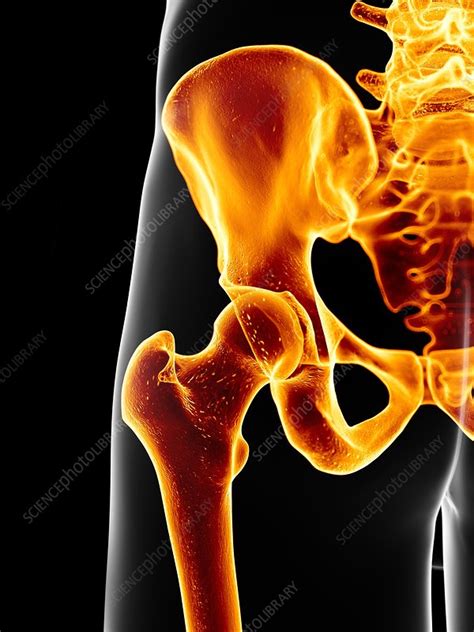 Human Hip Bone Artwork Stock Image F0094064 Science Photo Library