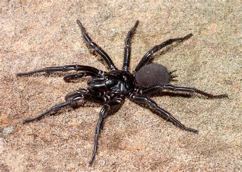 Is The Sydney Funnel Web Spider The Deadliest Spider On The Planet