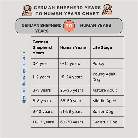 German Shepherd Age In Human Years How Old Is He Yihy