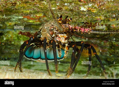 The Banded Spiny Lobster Panulirus Marginatus Is An Endemic Species