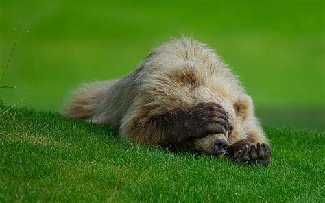 Bear Lawn Green Grass Wildlife Predators Bears Hd Wallpaper Peakpx
