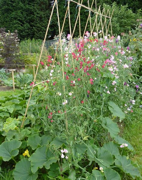 Sweet Pea Trellis Bandq Ada Garden Plant