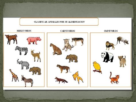 Clasificacion De Los Animales Según Su Alimentacion