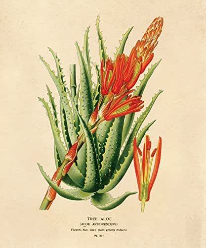 16 X 20 Vintage Botanical Aloe Plant Poster Reproduction
