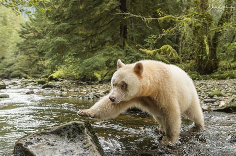 These Beautiful Photos Of Canadas Kermode Bears Are Now Award Winning
