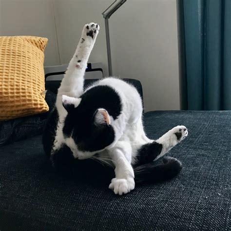 my cat licking his butt looks like i caught him mid breakdance pics