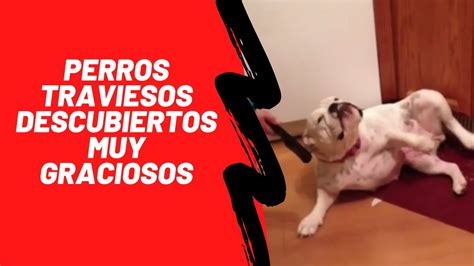 🐶 Perros Traviesos 🐶 Descubiertos Por Sus Amos Super Graciosos 🐶 Youtube