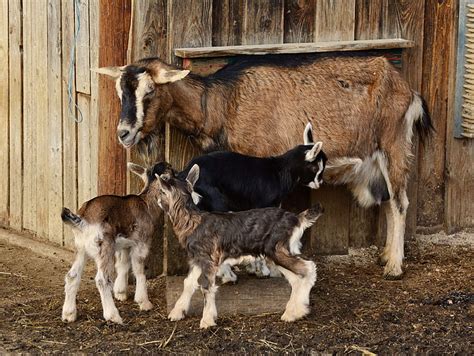 Hd Wallpaper Domestic Goat Farm Goats Kid Lambs Mammal Mother