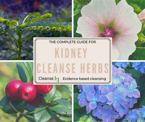 Kidney Cleansing Herbs Benefits Best Uses And Risks