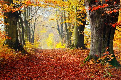 Autumn Fall Forest High Quality Nature Stock Photos ~ Creative Market