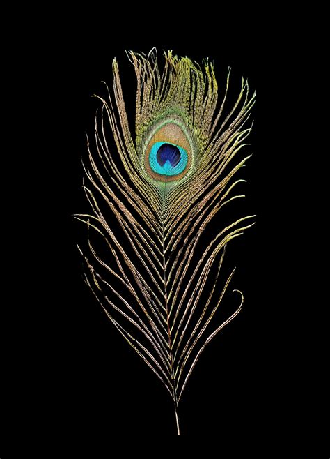 Peacock Feather Ed 1 Of 100 By Nadia Culph Peacock Feather Art