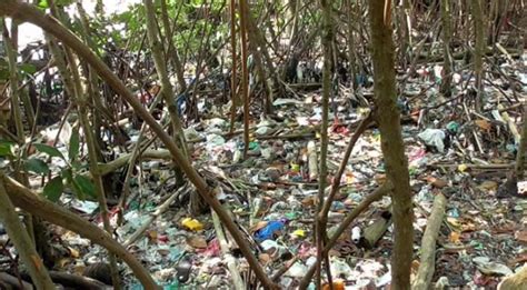 Sampah Plastik Berserakan Dimana Mana Bikin Nyesek Wisatawan Mangrove