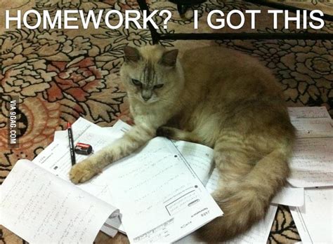 Homework Cat 9gag