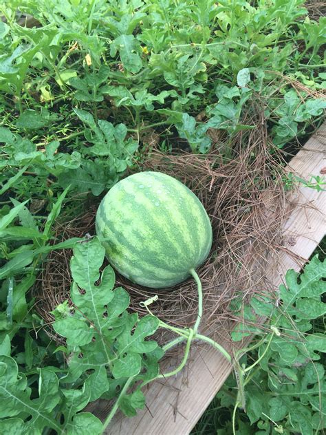 watermelon patch mysouth watermelon patch watermelon summer watermelon