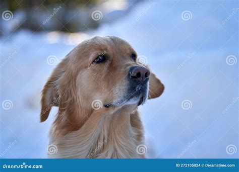 Close Up Of A Golden Retriever With A Snowy Background Stock Photo