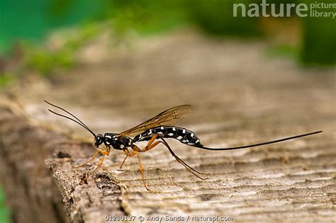 Stock Photo Of Ichneumon Wasp Rhyssa Persuasoria One Of The Largest