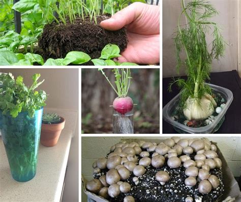 20 Best Vegetables Herbs And Fruits Can Regrow From Kitchen Scraps