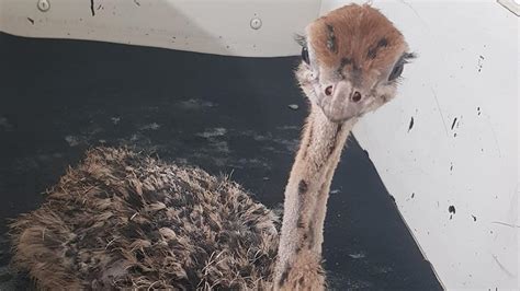 Fear For Ostrich Chicks Stolen From Victorian Surf Coast Farm Herald Sun